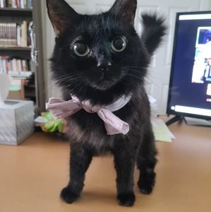 Meet your Posher, Cherie